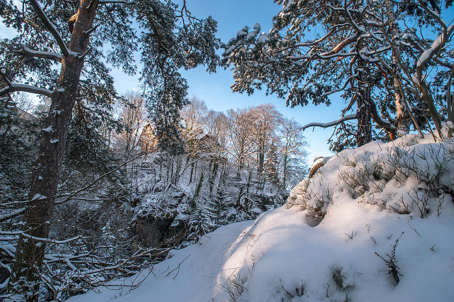 Snowy Trees. Saxon Switzerland Photograph by Jenny Rainbow