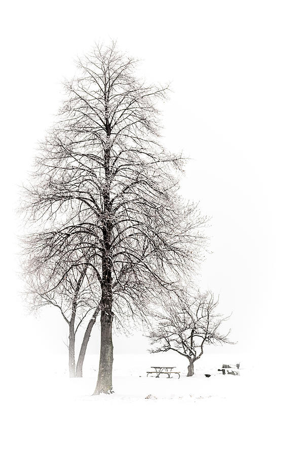 Snowy Trees Photograph