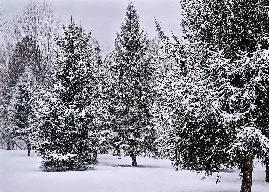 Snowy Trees Photograph by William Wernicke - Fine Art America