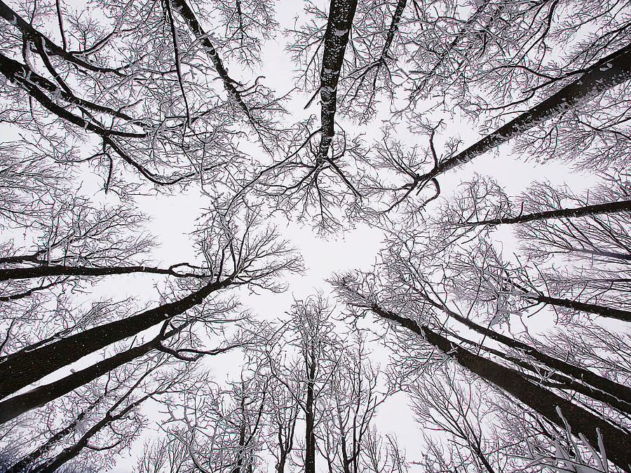 Snowy Treetops Photograph