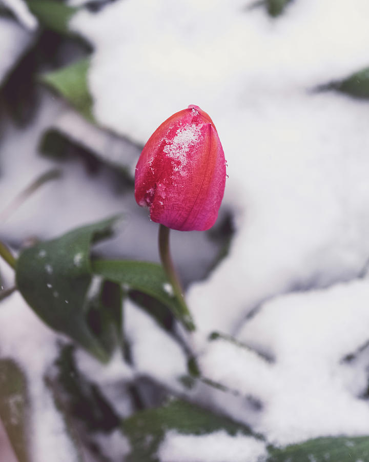 Spring Photograph - Snowy Tulip by Betsy Armour
