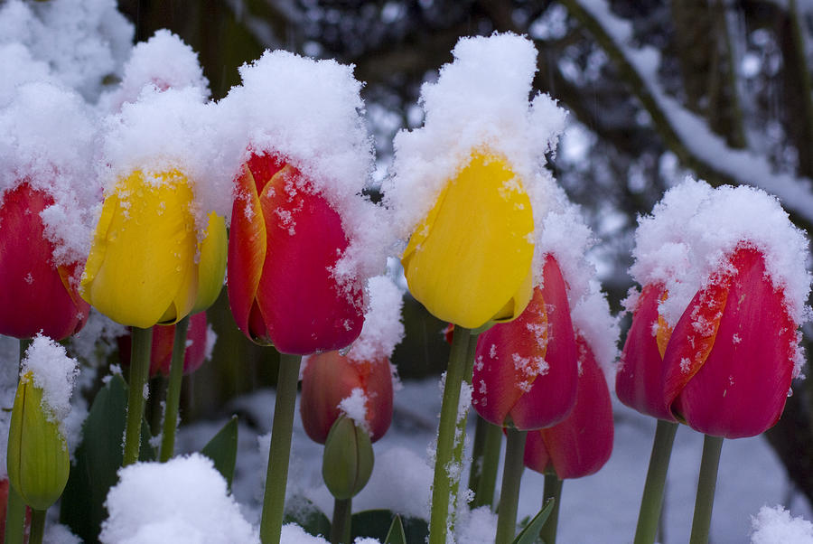 Snowy Tulips Photograph by Louise Magno