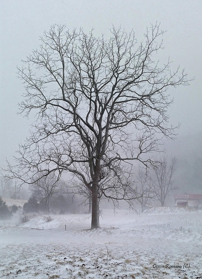 Winter Photograph - Snowy Walnut by Denise Romano