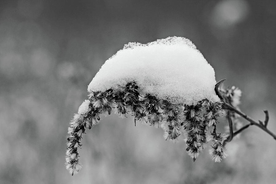 Snowy Weed BW Photograph by Mary Bedy