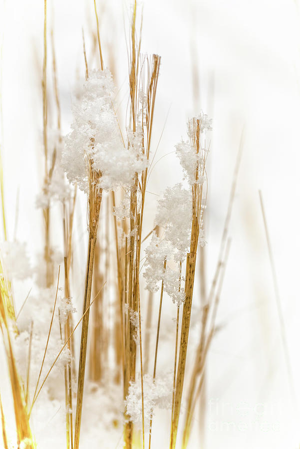 Winter Photograph - Snowy weed - vertical by Delphimages Photo Creations
