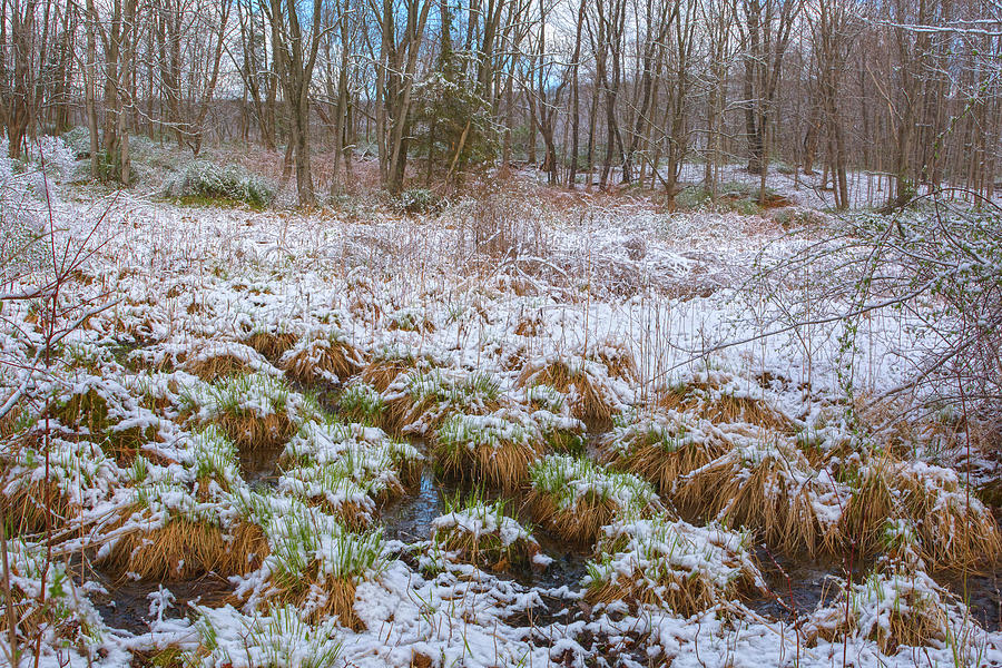 Snowy Wetlands Photograph by Angelo Marcialis
