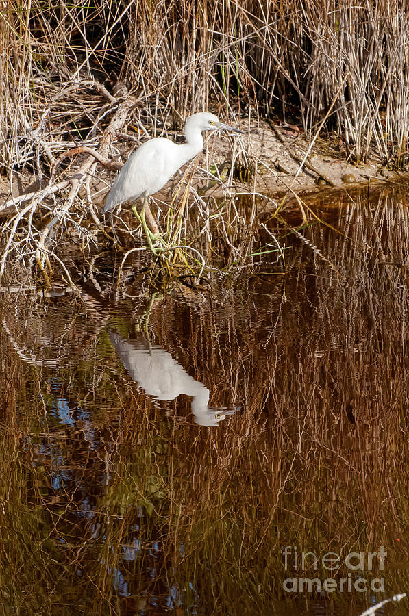 Snowy White Egret and Reflection Photograph by Bob Phillips