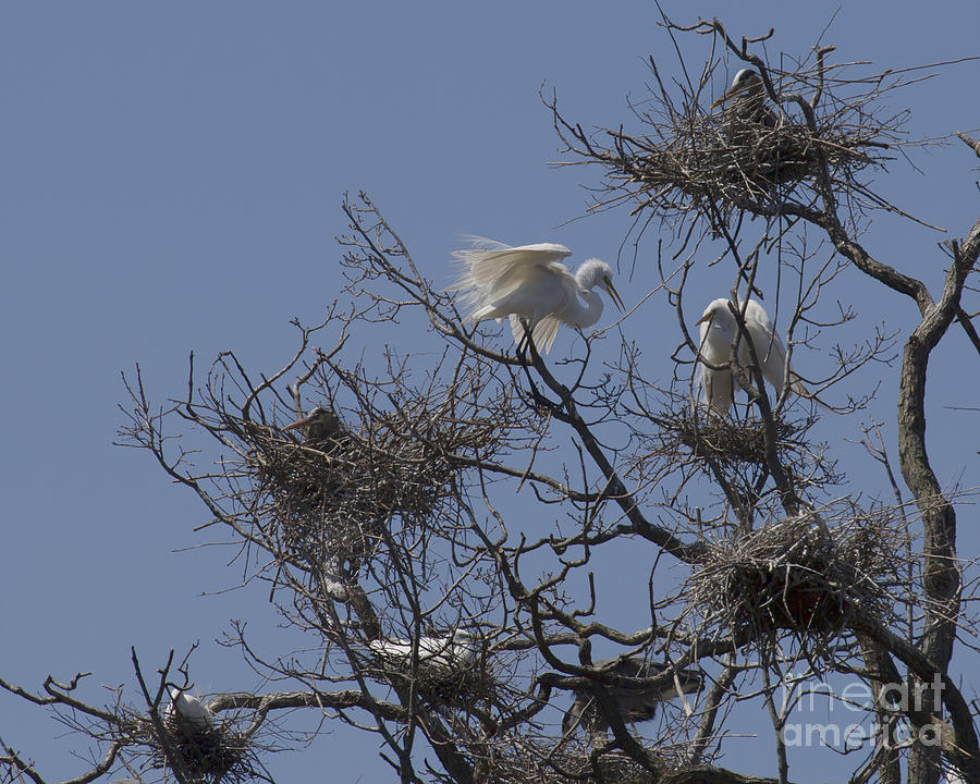 Snowy White Egret Tree Photograph