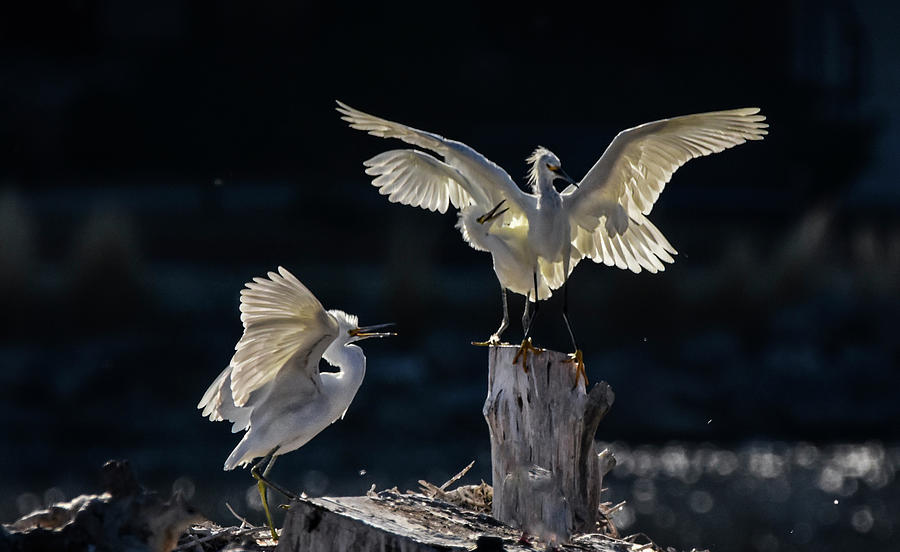 Snowy White Egrets 1 Photograph by Rick Mosher