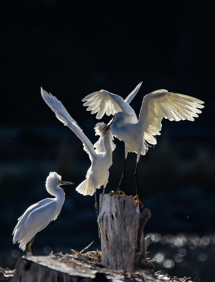 Snowy White Egrets 2 Photograph by Rick Mosher