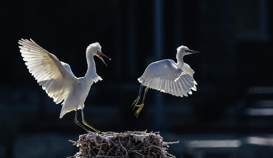 Snowy White Egrets 4 Photograph by Rick Mosher