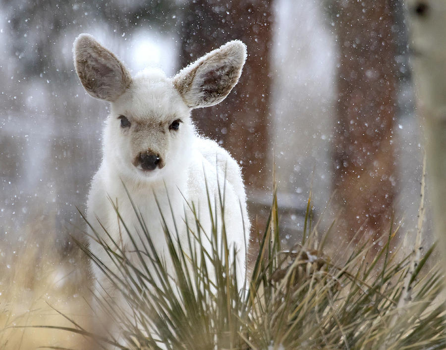 Snowy White Fawn Photograph by Mindy Musick King