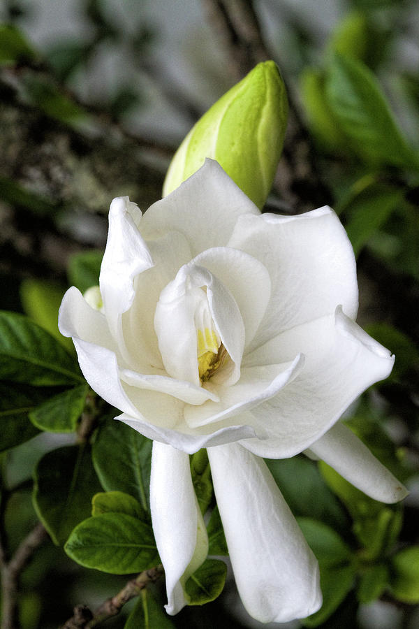 Snowy White Gardenia Blossom Photograph by Kathy Clark