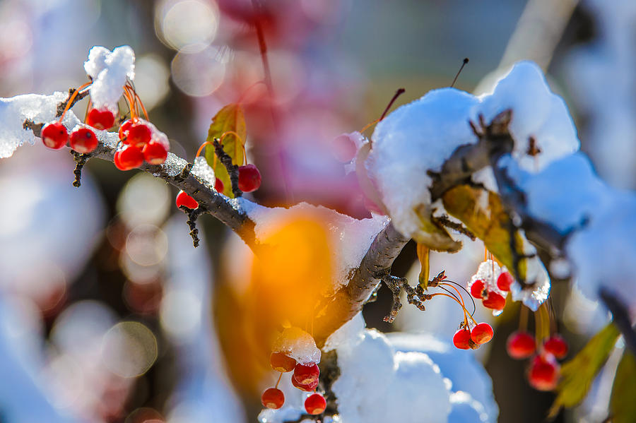 Snowy Winter Berry Branch in Sunlight Painting by Judith Barath