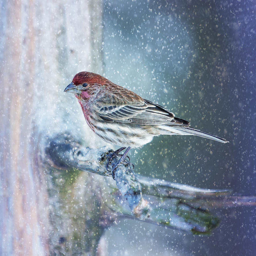 Snowy Winter Finch Photograph by Bill and Linda Tiepelman Snowy Winter Finch Photograph by Bill and Linda Tiepelman