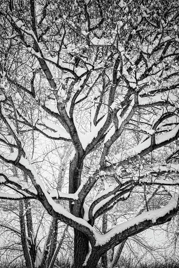 Snowy Winter Intertwine Photograph