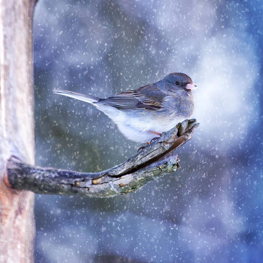Snowy Winter Junco Photograph by Bill and Linda Tiepelman