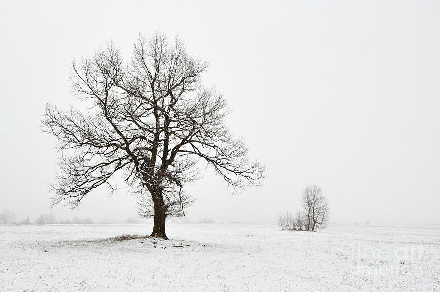 Winter Photograph - Snowy Winter Landscape With Tree by Michal Boubin