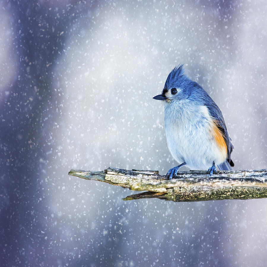 Snowy Winter Titmouse Photograph by Bill and Linda Tiepelman
