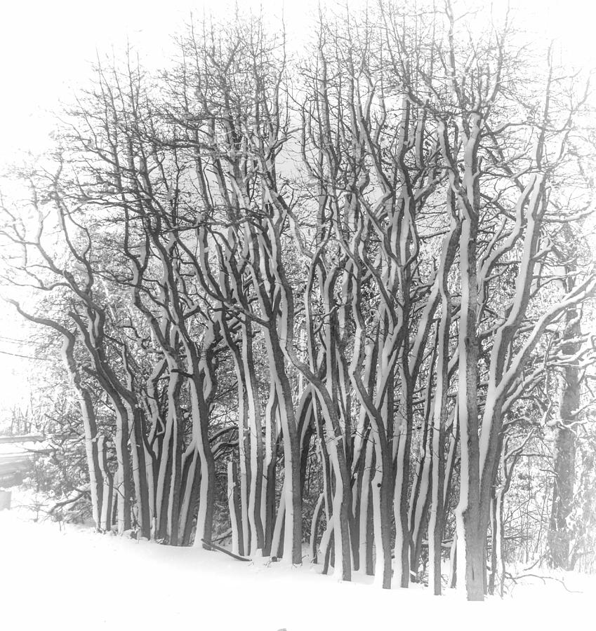 Snowy Wood Photograph by Cathy Kovarik