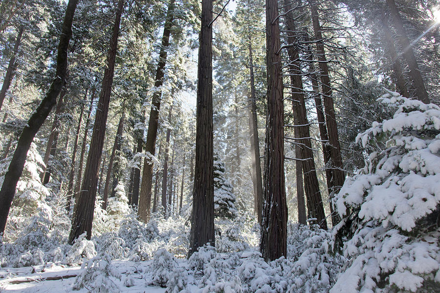 Snowy Wood Setting Photograph by Marissa Hodge - Fine Art America