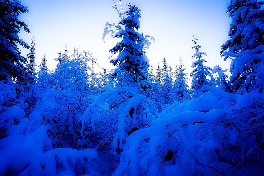 Snowy Woods 1 - Inuvik Photograph by Desmond Raymond