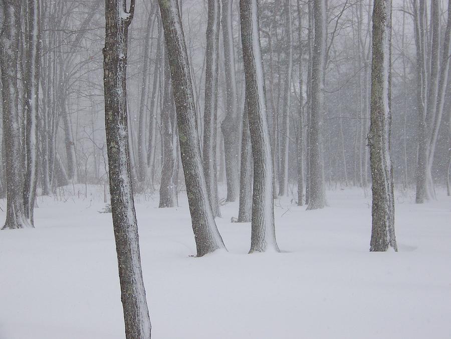 Snowy Woods 3 Photograph by Daralyn Maxwell | Fine Art America