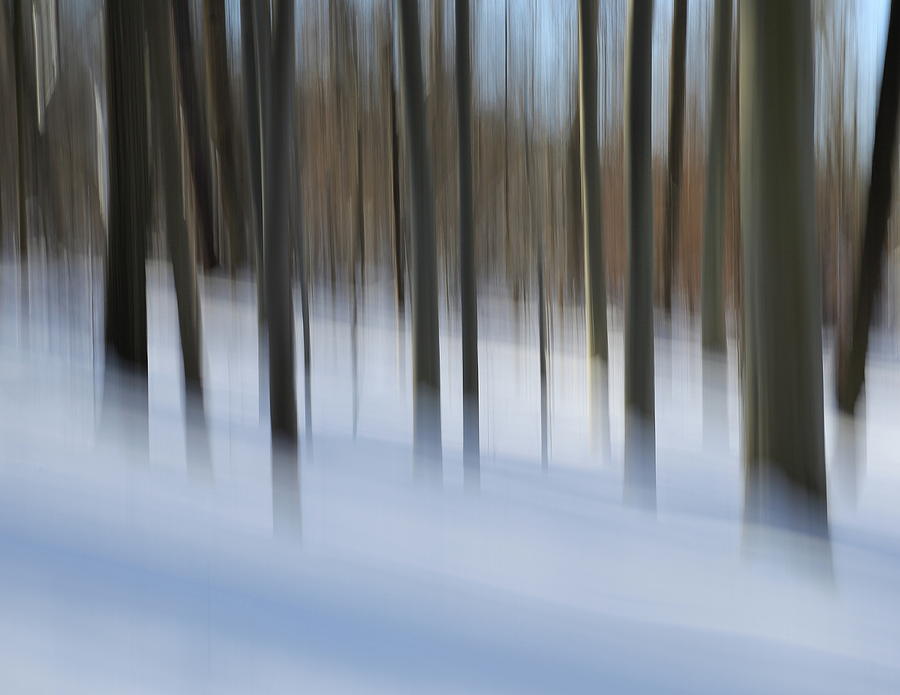 Snowy Woods Photograph by Bethany Dhunjisha