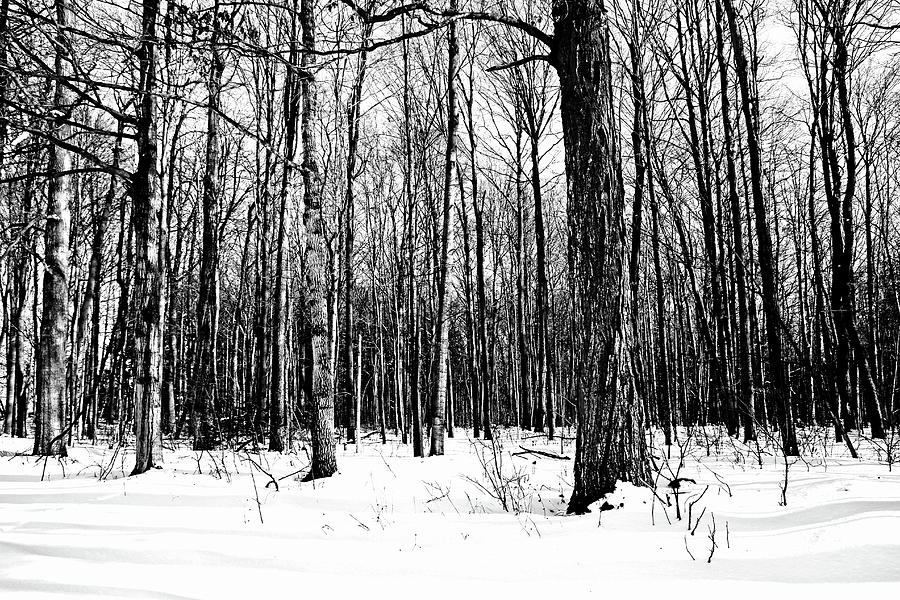 Tree Photograph - Snowy Woods Black And White by Debbie Oppermann