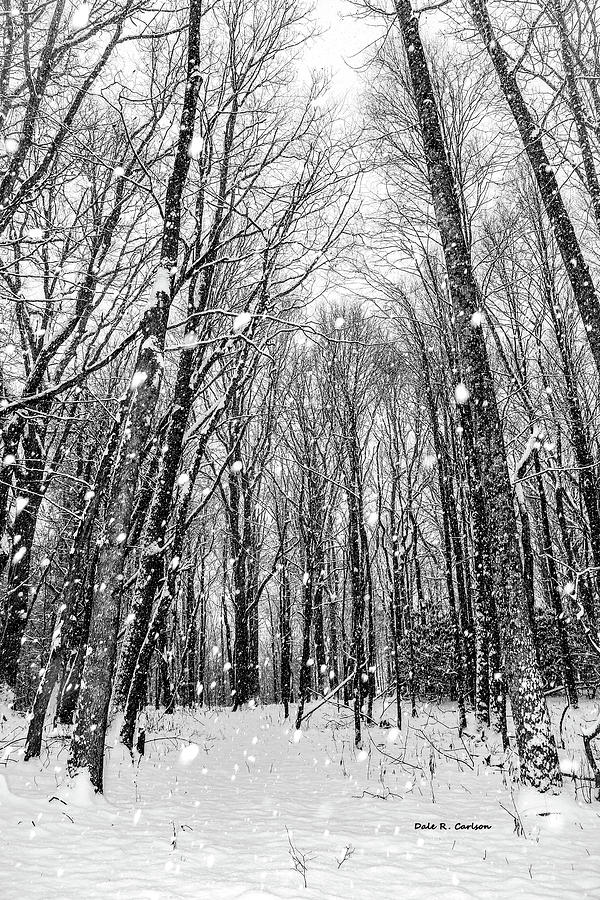 Forest Snowfall Photograph by Dale R Carlson