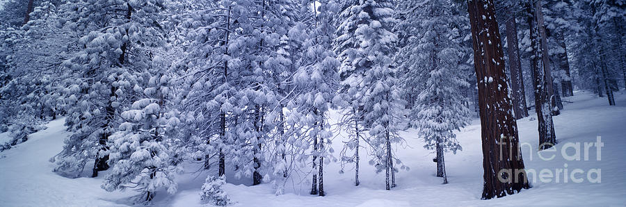 Snowy Woods Photograph by Wernher Krutein