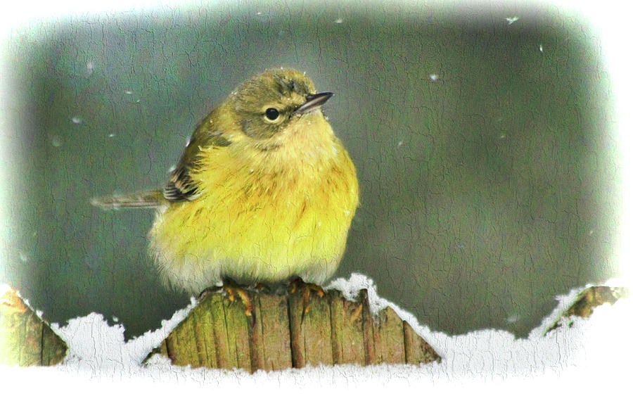 Snowy Yellow Warbler  Photograph by Ola Allen