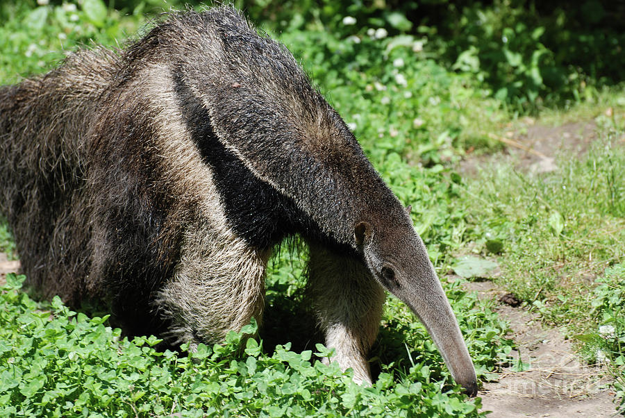 Snuffling Giant Anteater Photograph by DejaVu Designs