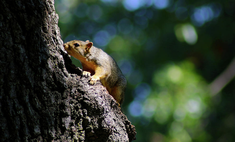 Snuffy Squirrel Photograph by Susan Vineyard