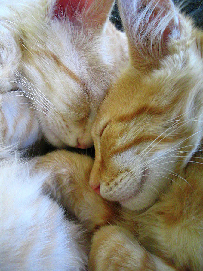 Snuggle Kittens Photograph by Lindsay Franklin Pixels