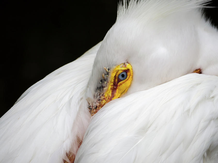 Snuggled White Pelican Photograph by Penny Lisowski