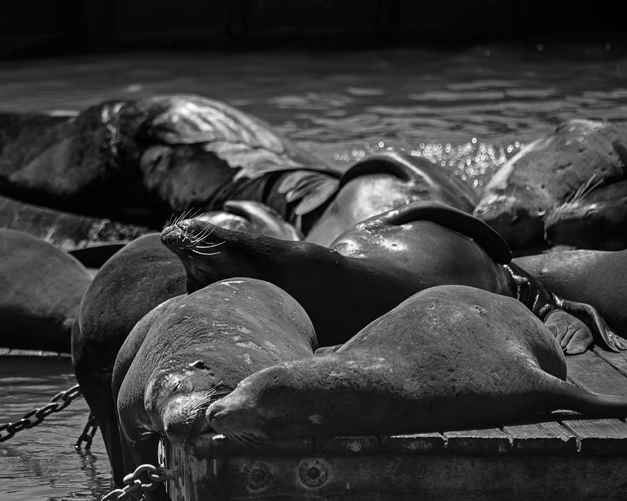 Snuggling Seals Pier 39 San Francisco Black and White Photograph by Toby McGuire