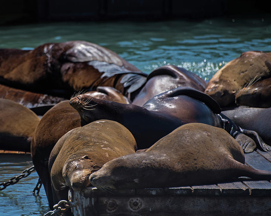 Snuggling Seals Pier 39 San Francisco Photograph by Toby McGuire
