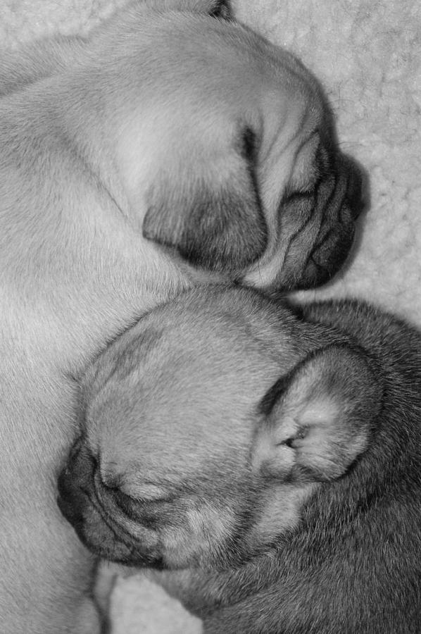 Animal Photograph - Snuggling Siblings by Patricia M Shanahan