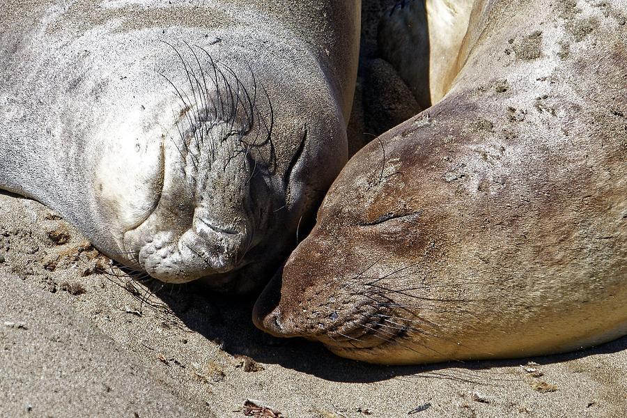 Snuggling Sisters - Elephant Seals Photograph by KJ Swan