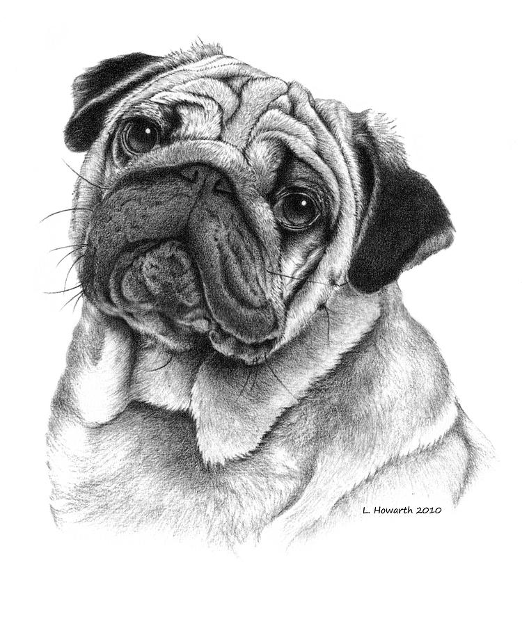 Snuggly Puggly Drawing by Louise Howarth