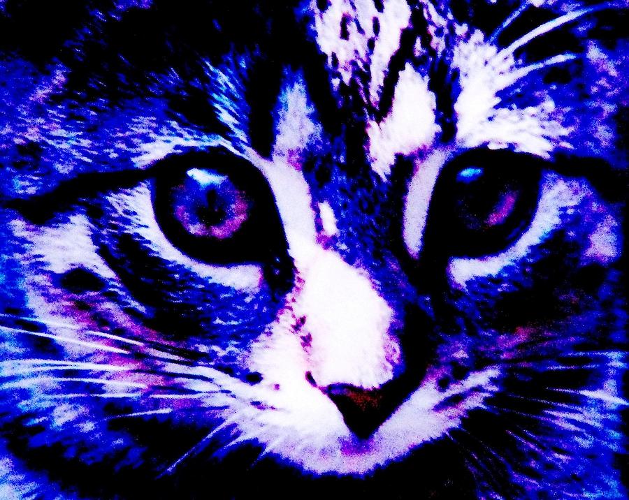 Cat Photograph - So Blue Without You by Angela Davies