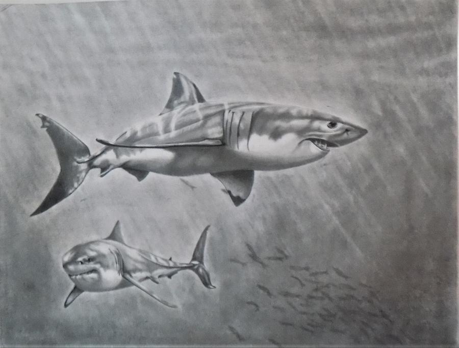 so. cal game fish by Chuck Caputo so. cal game fish by Chuck Caputo