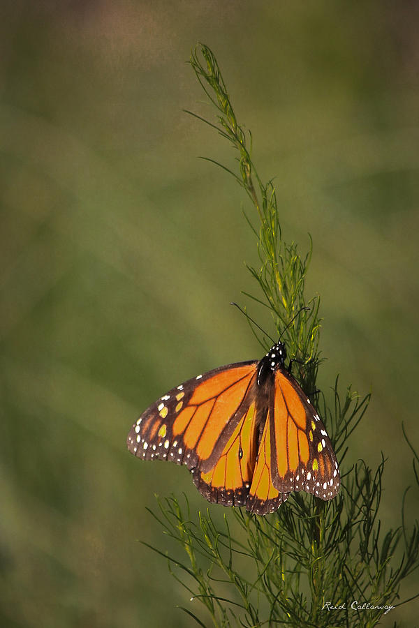 So Far To Go Monarch Butterfly Photograph by Reid Callaway