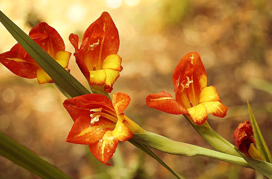 Lily Photograph - So Glad by Jean Connor