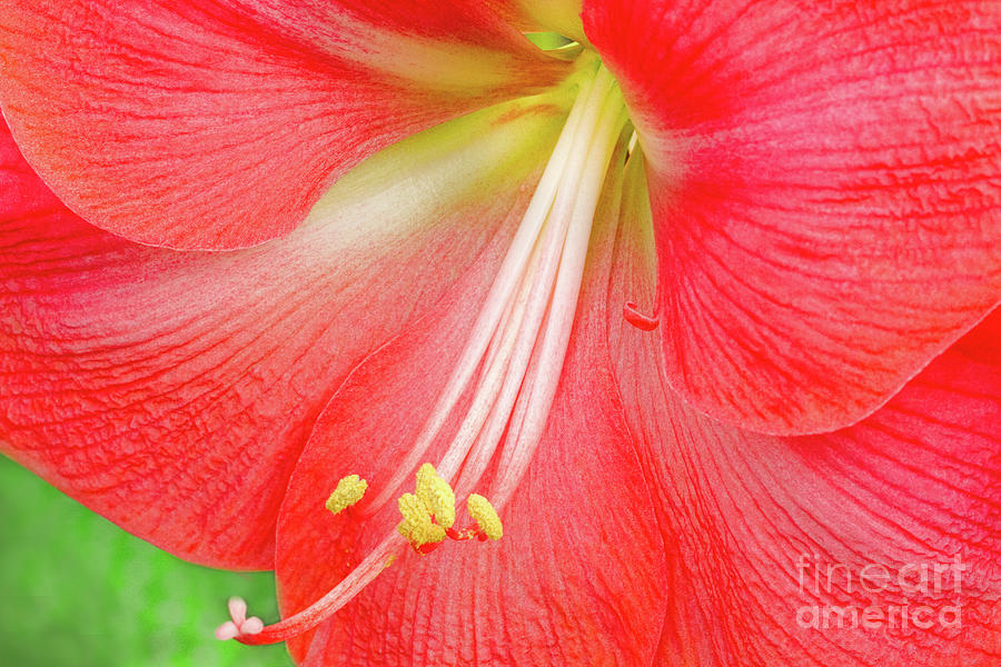 So Graceful is the Amaryllis Photograph by Marilyn Cornwell