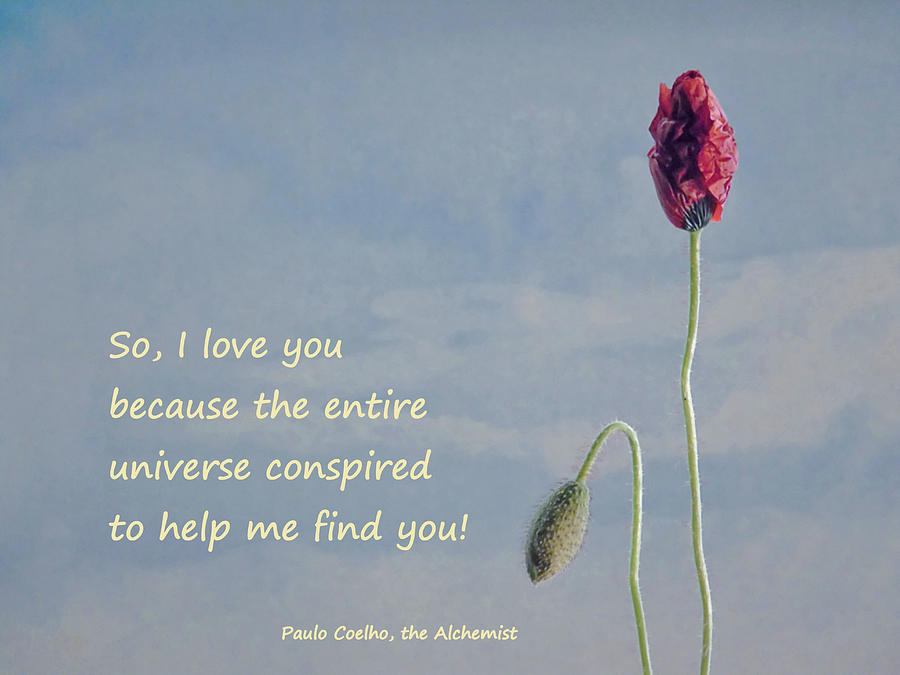 So I love you quote Photograph by Barbara St Jean