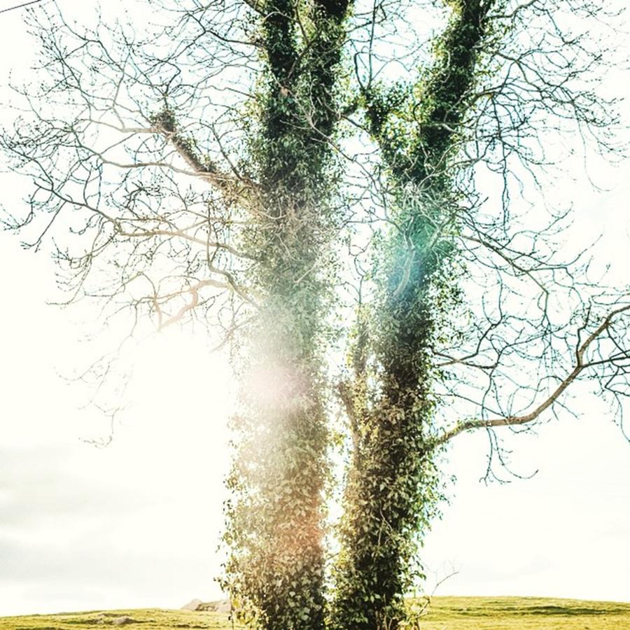 Tree Photograph - So Let’s Not Allow Ourselves To Get by Aleck Cartwright