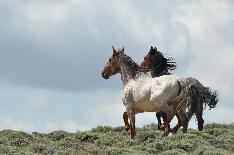 Wild Horses Photograph - So Long by Frank Madia