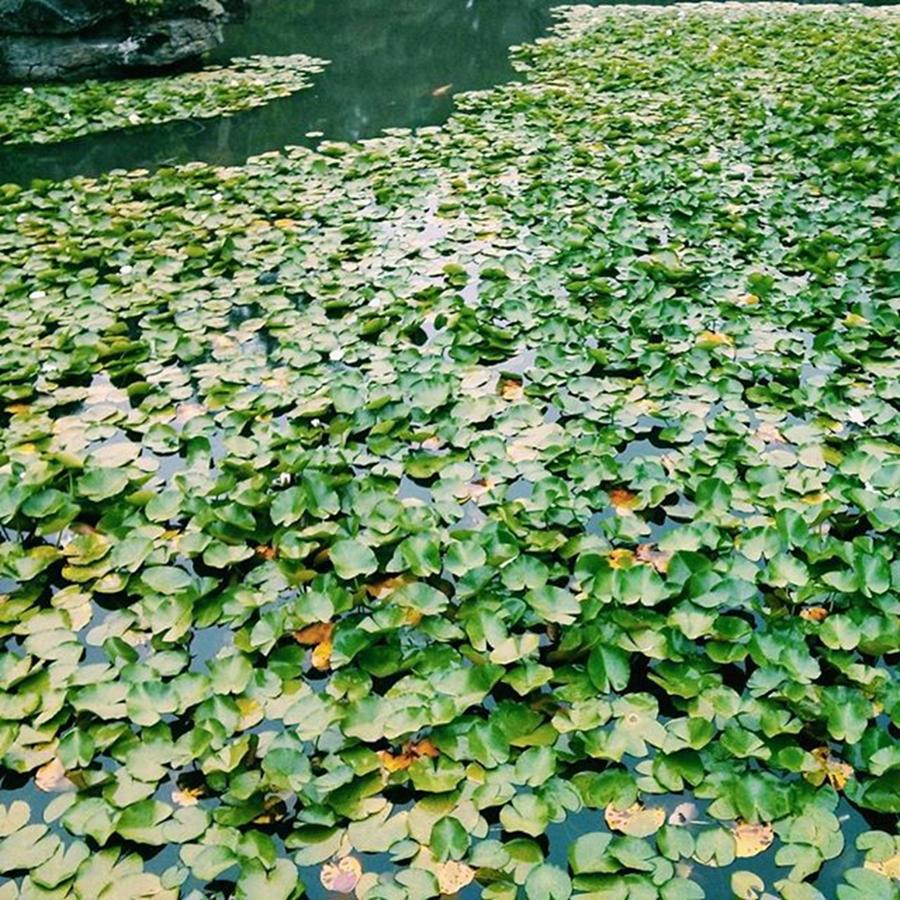 Nature Photograph - Lily Pads by Tyler Bolivar